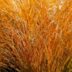 Rote Garten-Segge 'Prairie Fire' - Feuriges Laub, null Aufwand