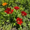 Rote Gazanie - Sonnenfarben den ganzen Sommer