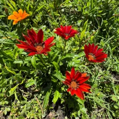 Rote Gazanie - Sonnenfarben den ganzen Sommer