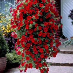 Rote Hängepetunien (x3) - Roter Blütenwasserfall