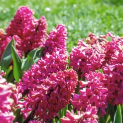 Rote Hyazinthen (x3) - Farbe und Duft im Frühling