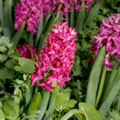 Rote Hyazinthen (x3) - Farbe und Duft im Frühling