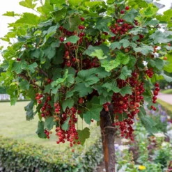 Rote Johannisbeere auf Stamm ‘Jonkheer van Tets’ - Ernte auf Augenhöhe