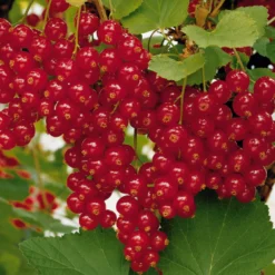 Rote Johannisbeere auf Stamm ‘Jonkheer van Tets’ - Ernte auf Augenhöhe