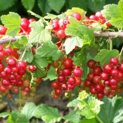 Rote Johannisbeere ‘Jonkheer van Tets’ - Früh reif, süß und rot