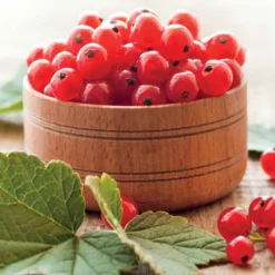 Rote Johannisbeere ‘Jonkheer van Tets’ - Früh reif, süß und rot