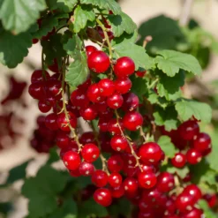 Rote Johannisbeere ‘Junifer’ - Ernte schon im Juni