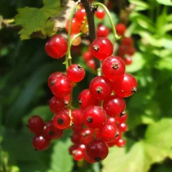 Rote Johannisbeere ‘Versaillaise Rouge’ - Ernte pur, Pflege minimal