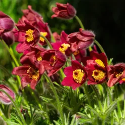 Rote Küchenschelle - Frühlingsfarbe im Steingarten