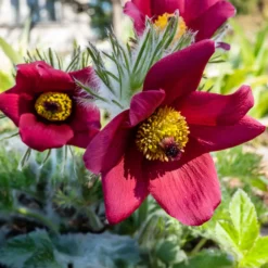 Rote Küchenschelle - Frühlingsfarbe im Steingarten