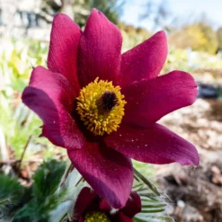 Rote Küchenschelle - Frühlingsfarbe im Steingarten