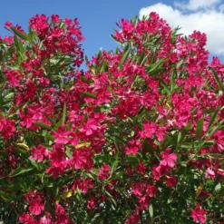 Rote Oleander - Mediterranes Flair sofort
