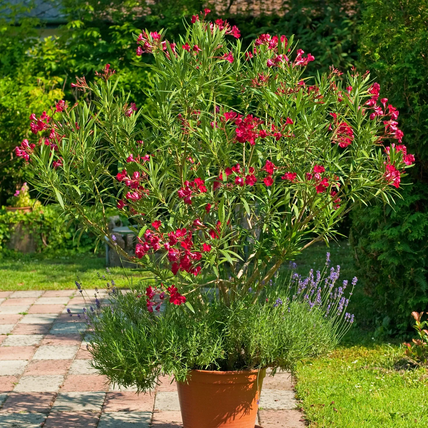 Rote Oleander - Mediterranes Flair sofort