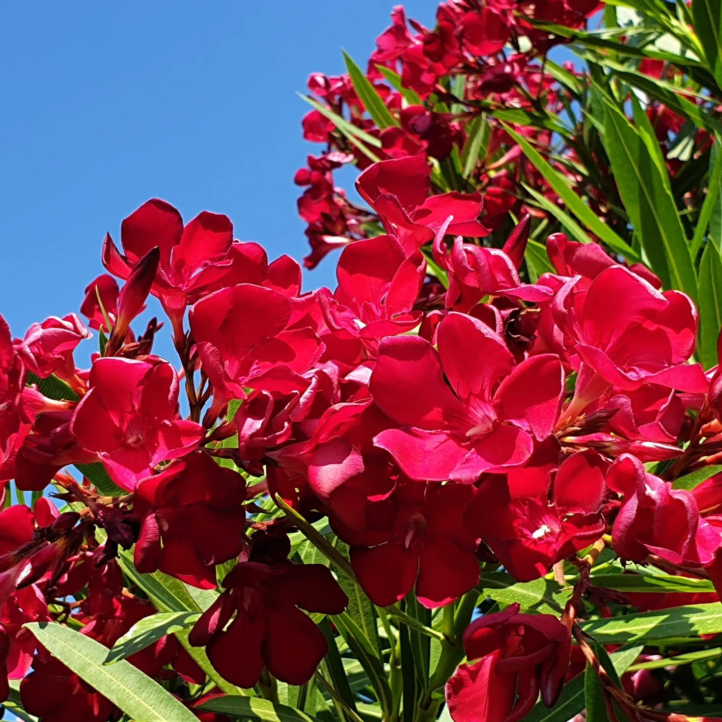 Rote Oleander - Mediterranes Flair sofort