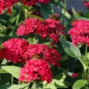 Rote Pentas - Fünfzahlstrauch - Sommerfarbe, die bleibt