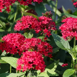 Rote Pentas - Fünfzahlstrauch - Sommerfarbe, die bleibt