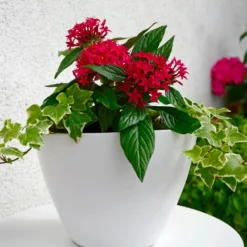 Rote Pentas - Fünfzahlstrauch - Sommerfarbe, die bleibt
