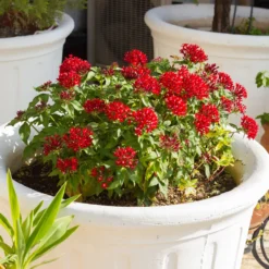 Rote Pentas - Fünfzahlstrauch - Sommerfarbe, die bleibt
