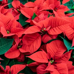 Rote Poinsettia - Festliche Farbe sofort