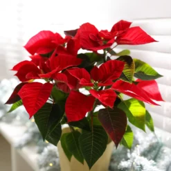 Rote Poinsettia - Festliche Farbe sofort