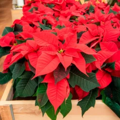 Rote Poinsettia - Festliche Farbe sofort