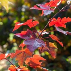 Roter Ahorn ‘Sun Valley’ - Flammend roter Herbst