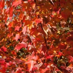 Roter Ahorn ‘Sun Valley’ - Flammend roter Herbst