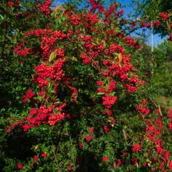 Roter Feuerdorn - Grüne Hecke das ganze Jahr
