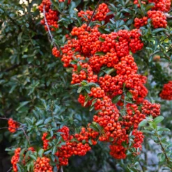 Roter Feuerdorn - Grüne Hecke das ganze Jahr
