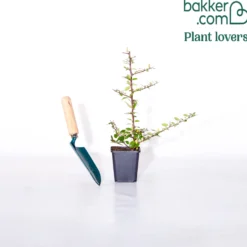 Roter Feuerdorn - Grüne Hecke das ganze Jahr
