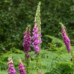 Roter Fingerhut - Hohe Blüten, wilder Charme