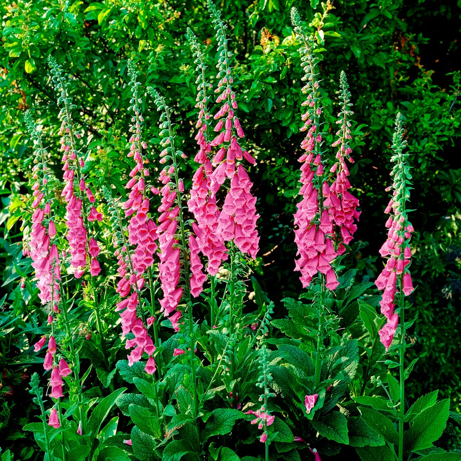 Roter Fingerhut - Hohe Blüten, wilder Charme