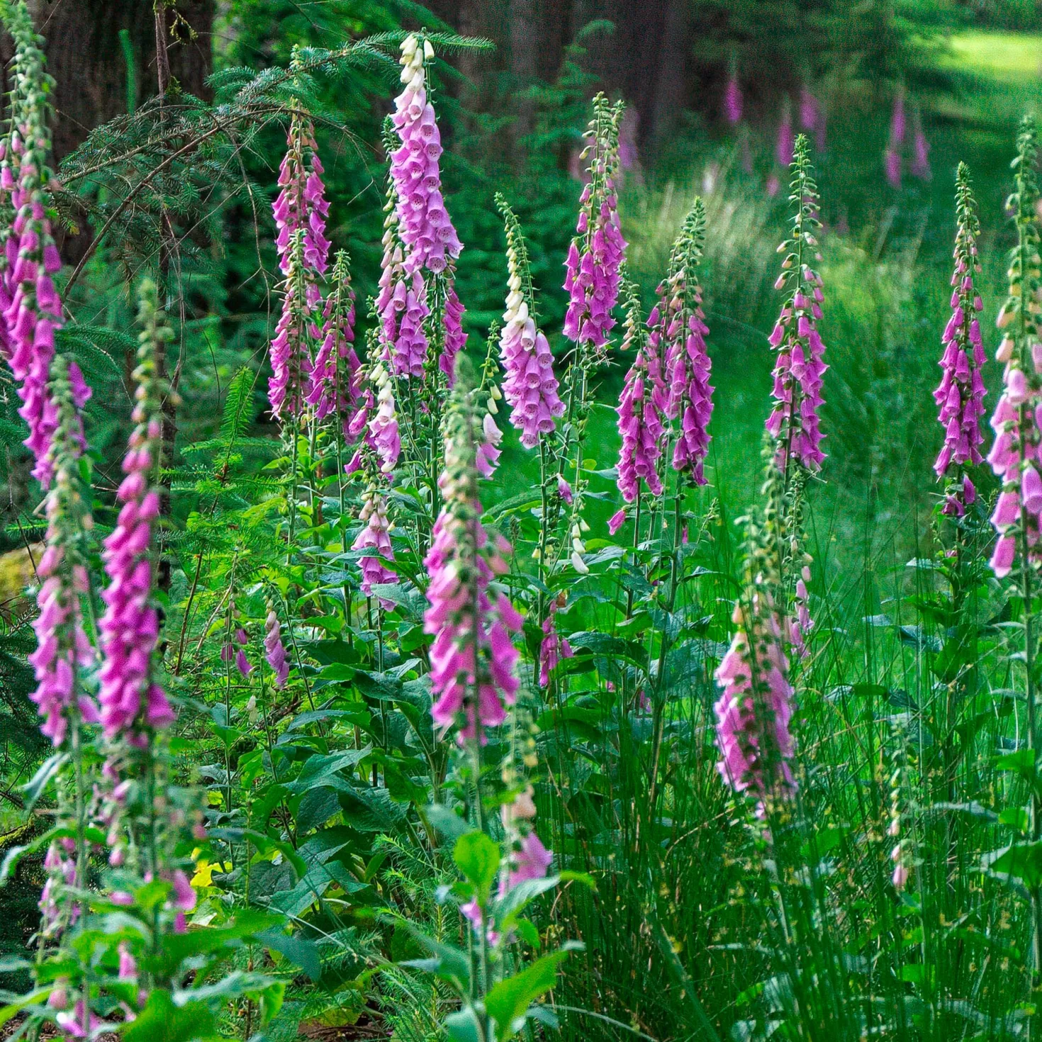 Roter Fingerhut - Hohe Blüten, wilder Charme