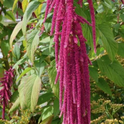 Roter Fuchsschwanz - Blüten wie rote Kaskaden
