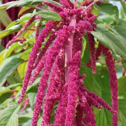 Roter Fuchsschwanz - Blüten wie rote Kaskaden
