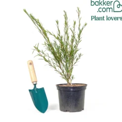 Roter Lampenputzerstrauch - Rote Blütenbürsten im Garten