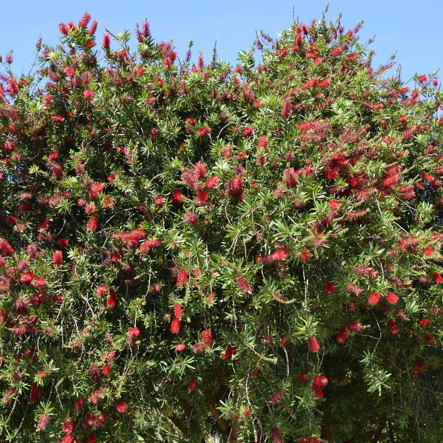 Roter Lampenputzerstrauch - Rote Blütenbürsten im Garten
