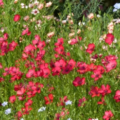 Roter Lein - Ein Blütenmeer in Fuchsia