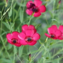 Roter Lein - Ein Blütenmeer in Fuchsia