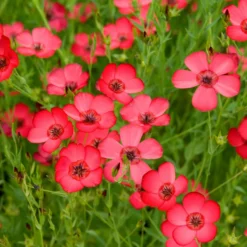 Roter Lein - Ein Blütenmeer in Fuchsia