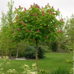 Rote Rosskastanie Briotii - Rote Blüten, großer Schatten