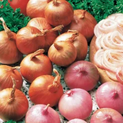 Rote Schalotte 'Red Sun' - Milde Würze frisch geerntet