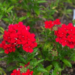 Rotes hängendes Eisenkraut - Rote Blütenkaskade sofort