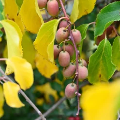 Rotes Kiwi-Paar Weiki ® Plus (1 Männchen + 1 Weibchen) - Süße Mini-Kiwis pflücken