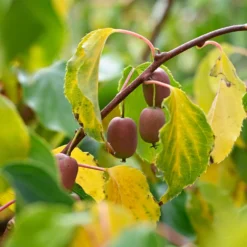 Rotes Kiwi-Paar Weiki ® Plus (1 Männchen + 1 Weibchen) - Süße Mini-Kiwis pflücken
