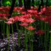 Rote Spinnenlilie - Feuerrot im Herbstgarten
