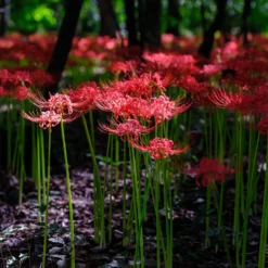 Rote Spinnenlilie - Feuerrot im Herbstgarten