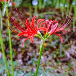 Rote Spinnenlilie - Feuerrot im Herbstgarten