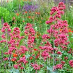 Rote Spornblume - Rot blüht den ganzen Sommer