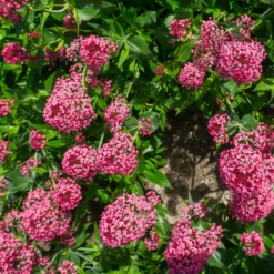 Rote Spornblume - Rot blüht den ganzen Sommer